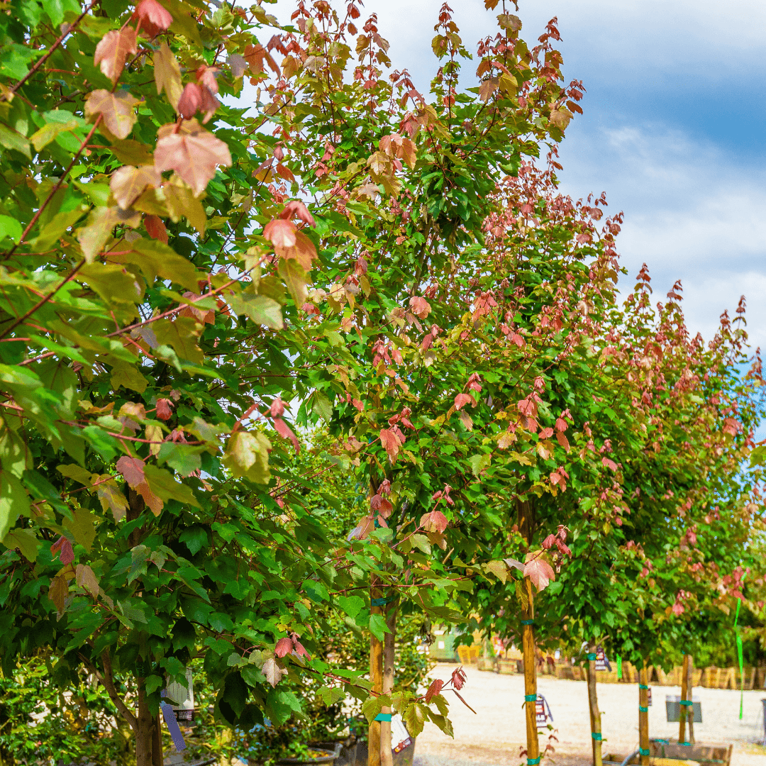 Red Maple Tree Row