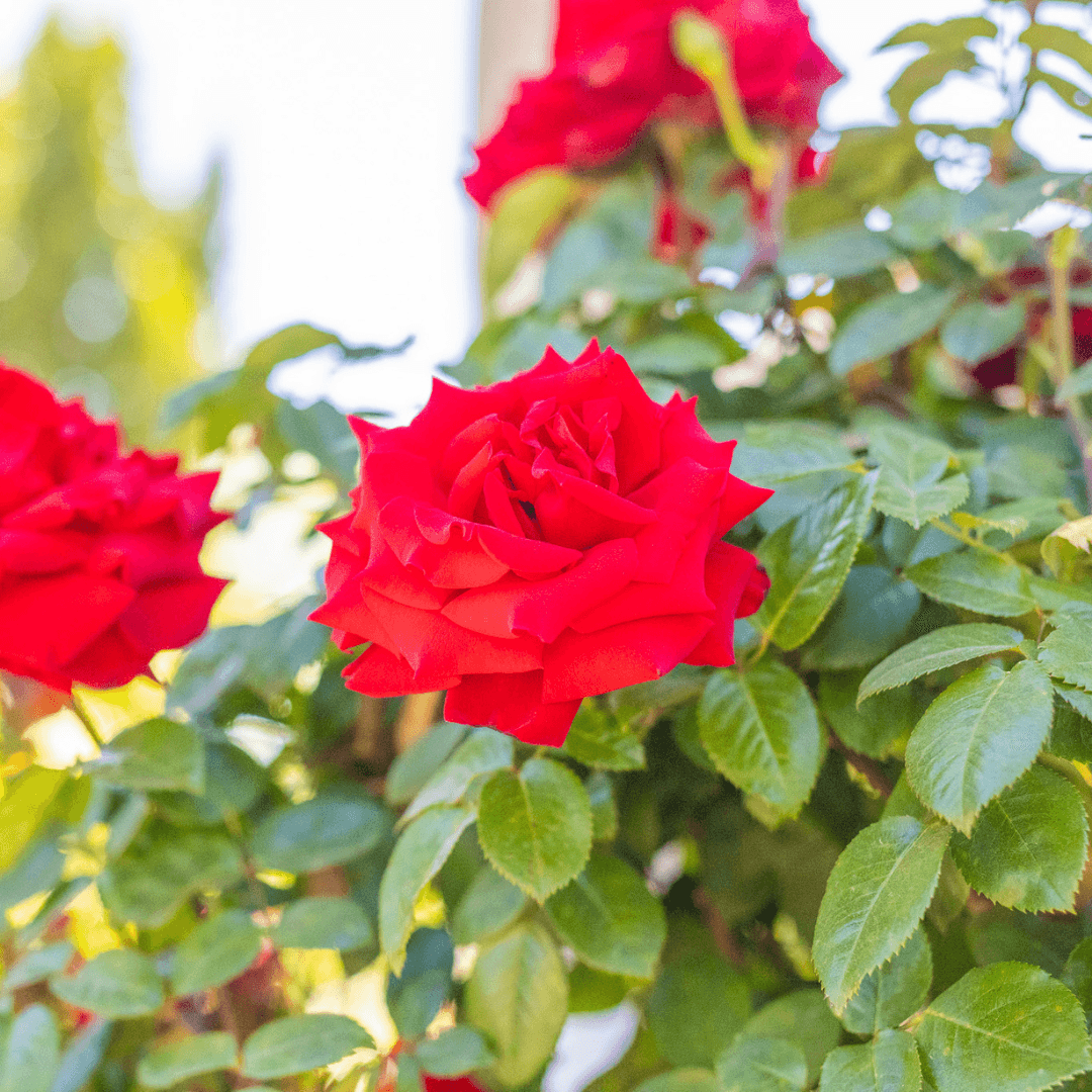 Red Roses