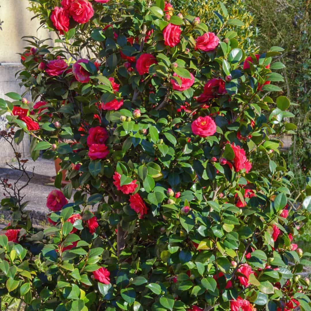 Beautiful Dense Red Camellia Plant with Vibrant Red Blooms