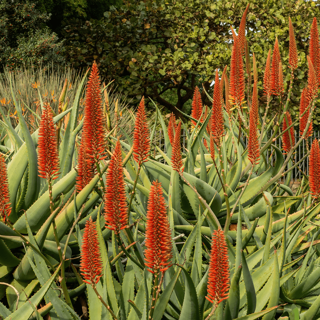 Beautiful Blooming Red Hot Poker Aloe Plant