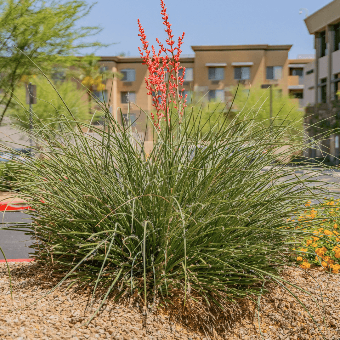 Mature Blooming Red Yucca Planted