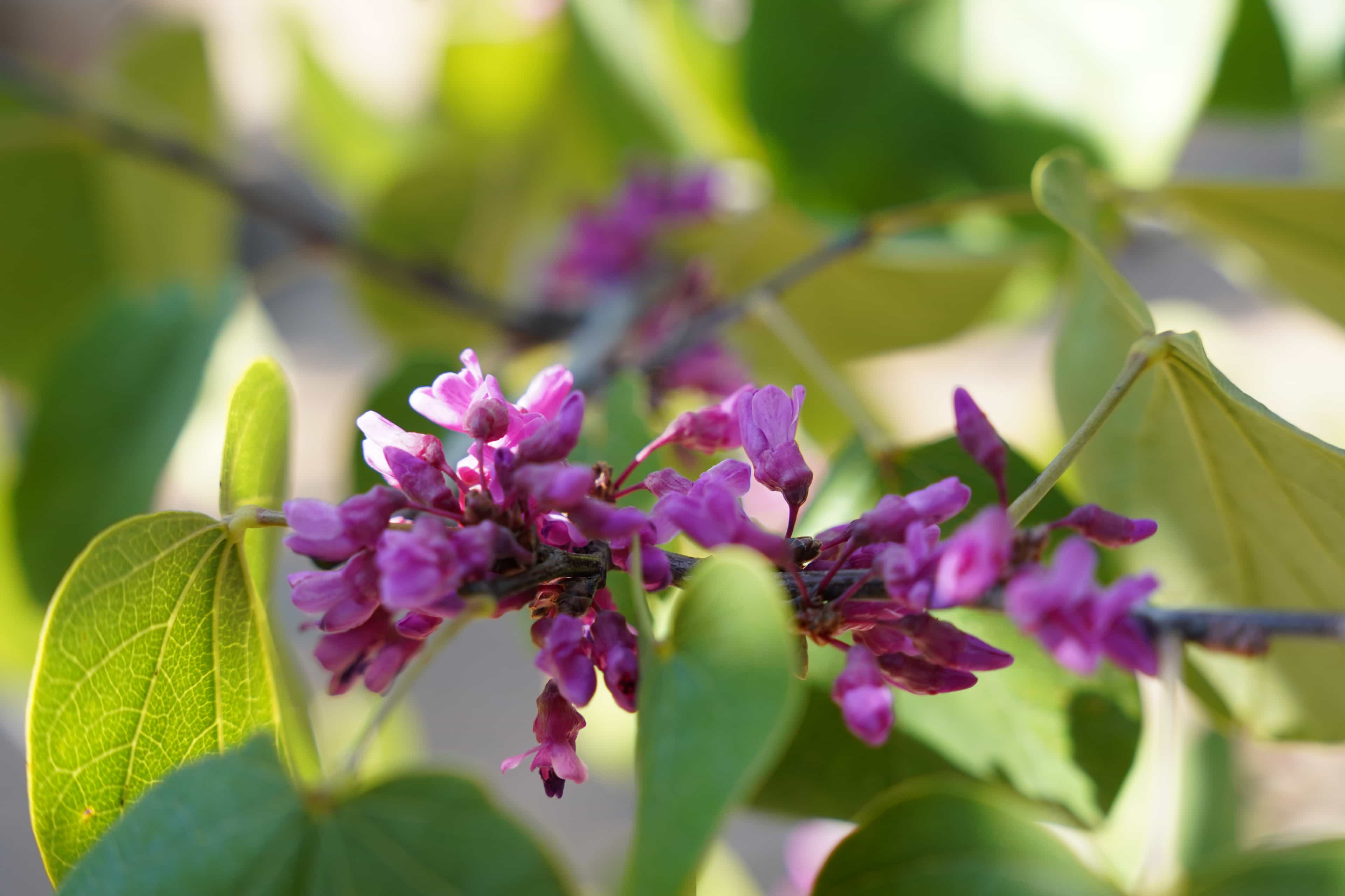 Close up of a Redbud flower amongst foliage.