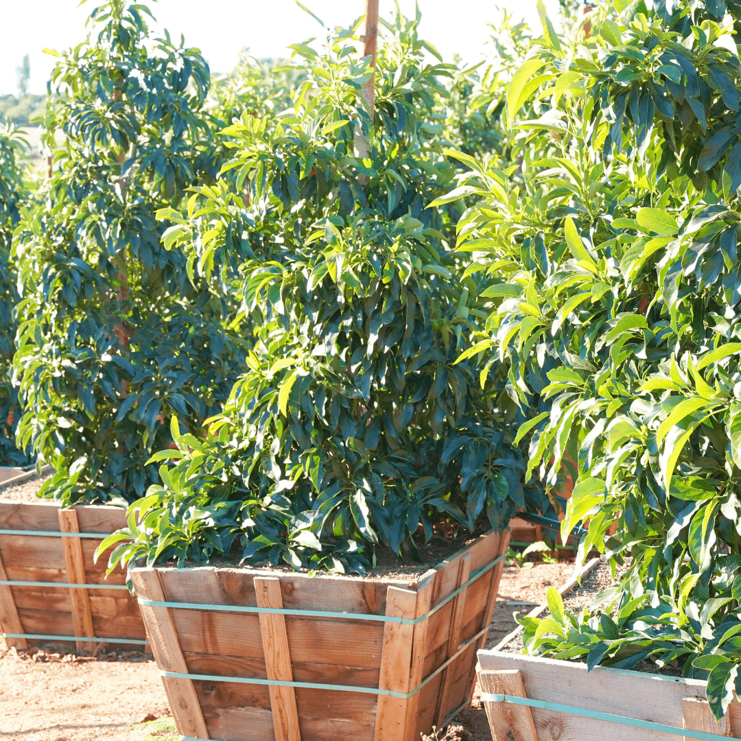 Reed Avocado Trees