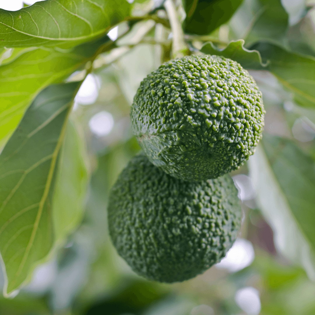 Reed Avocados on Tree
