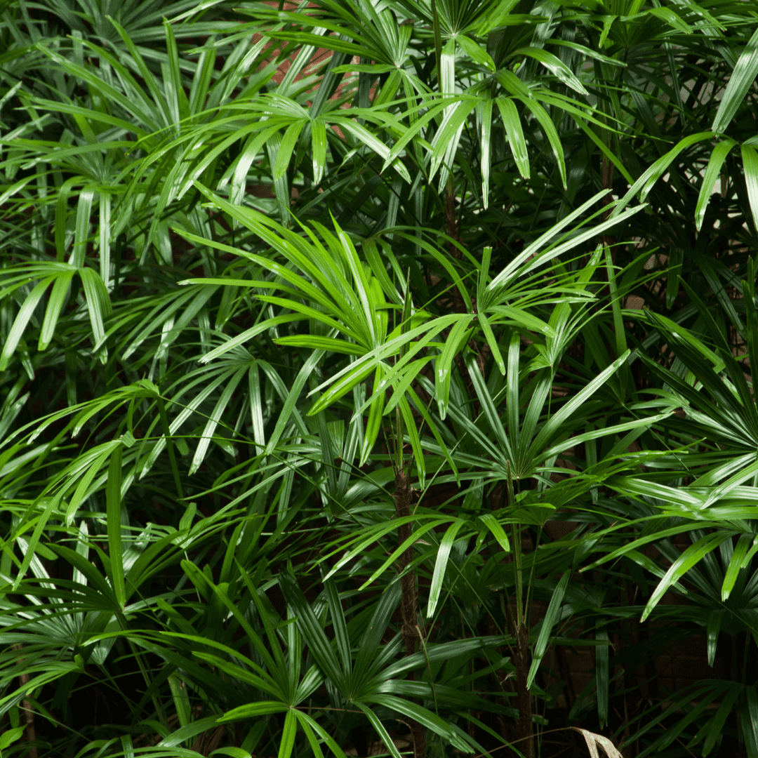 Luscious Green Rhapis Palm Indoors