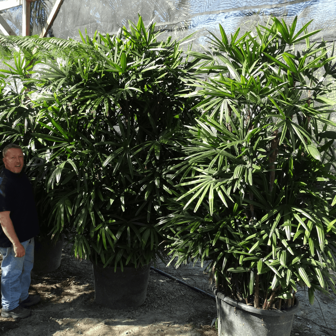 Luscious Green Rhapis Palm