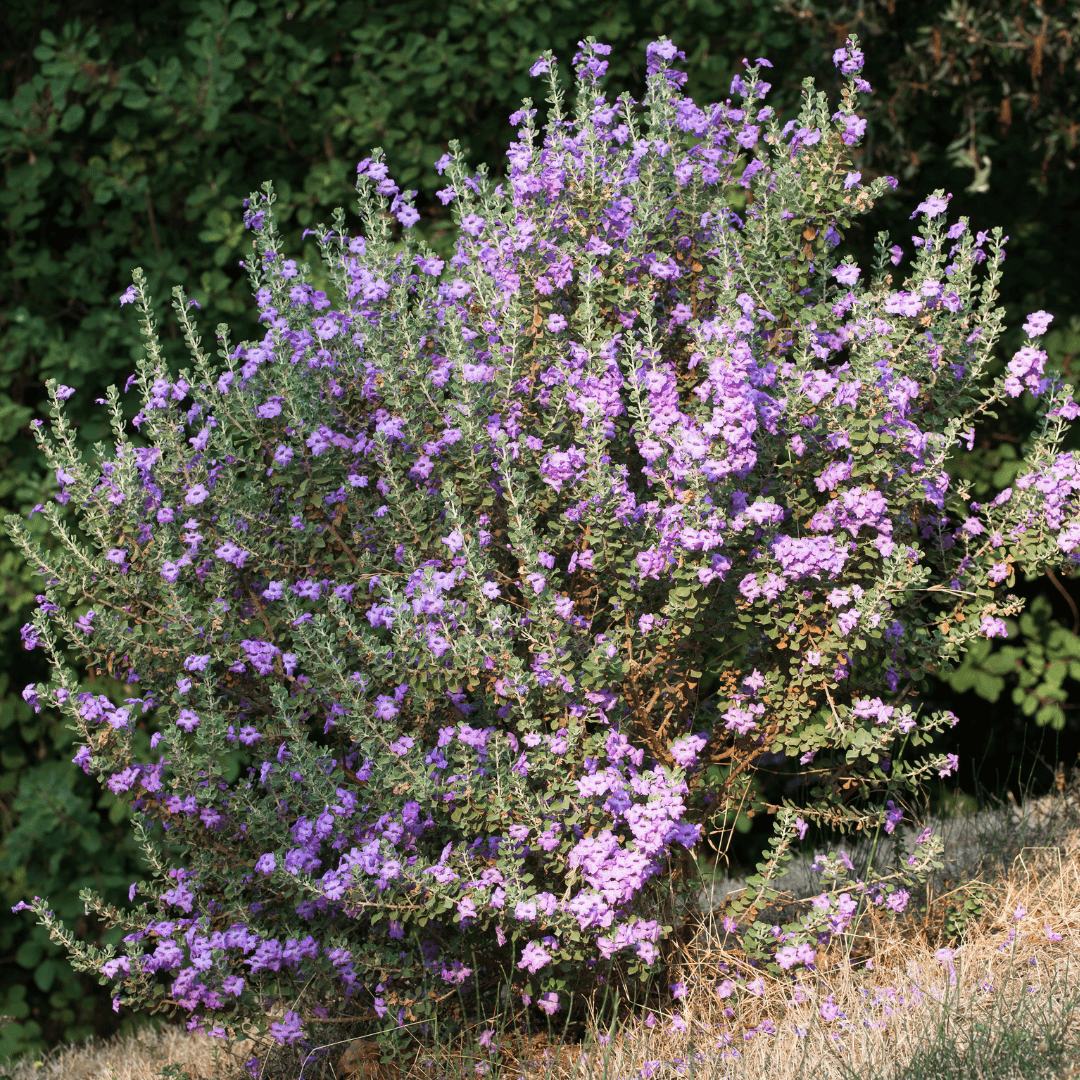 Dense Mature Rio Bravo Sage Planted With Beautiful Blooms