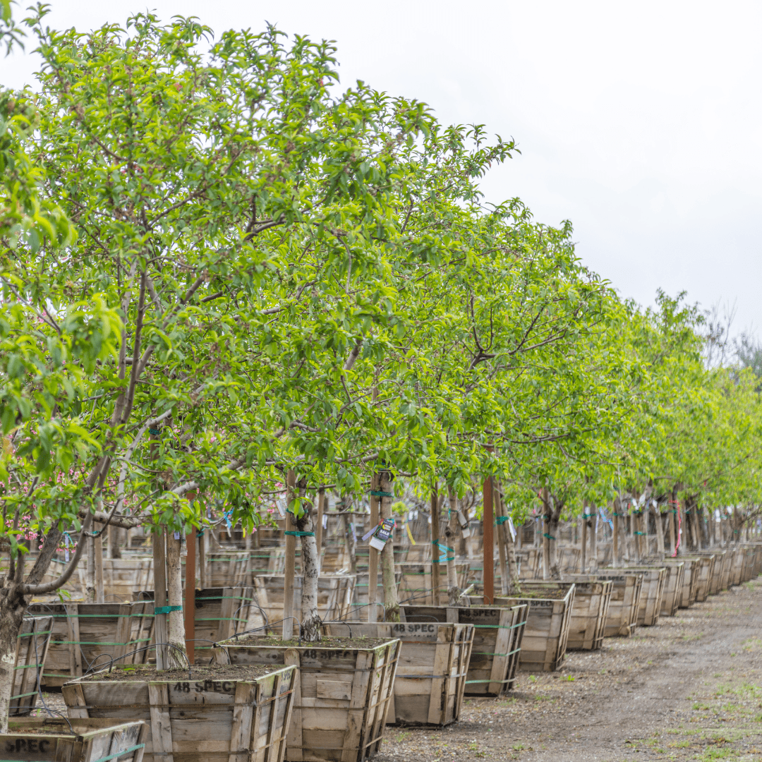 Row of Mature Rio Grande Peach Trees in Nursery
