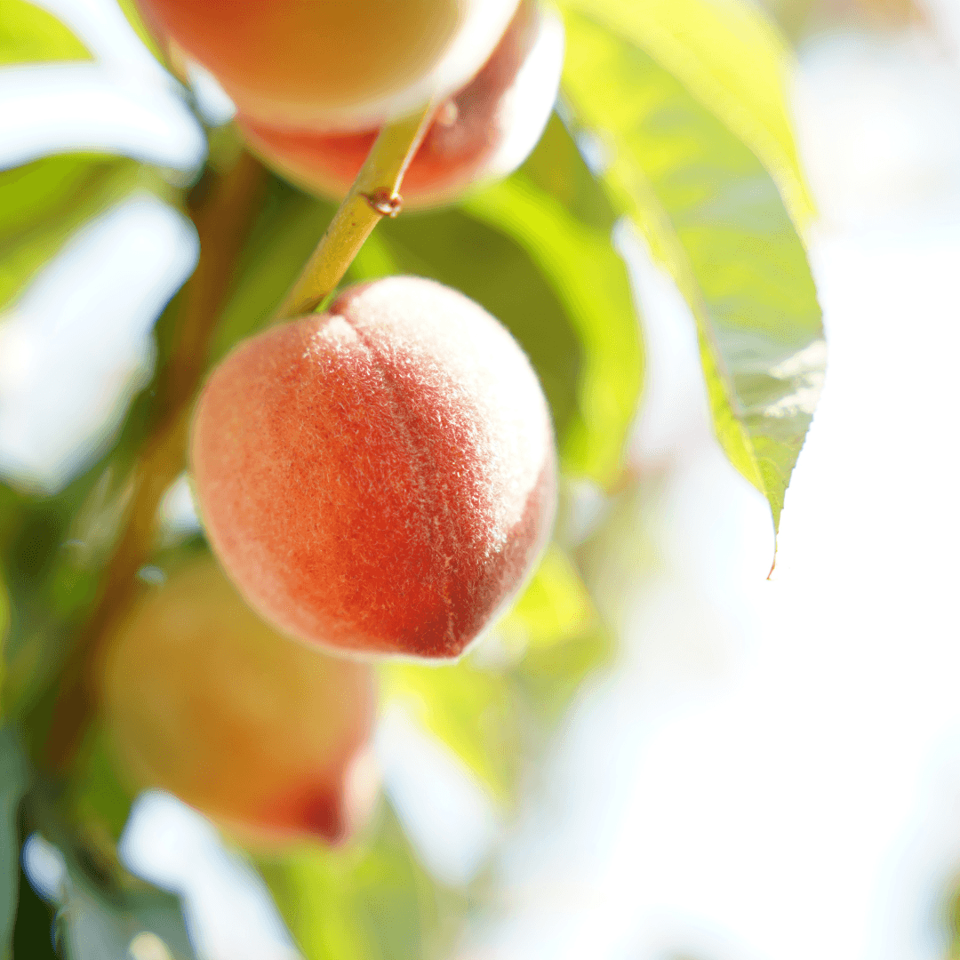 Single Mature Early Elberta Peach Tree Fruit