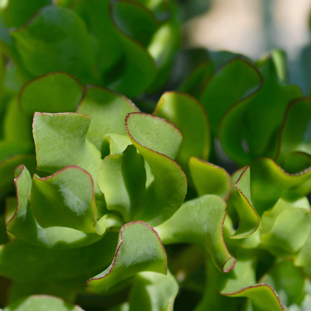 Beautiful Dense Green Ripple Jade Plant