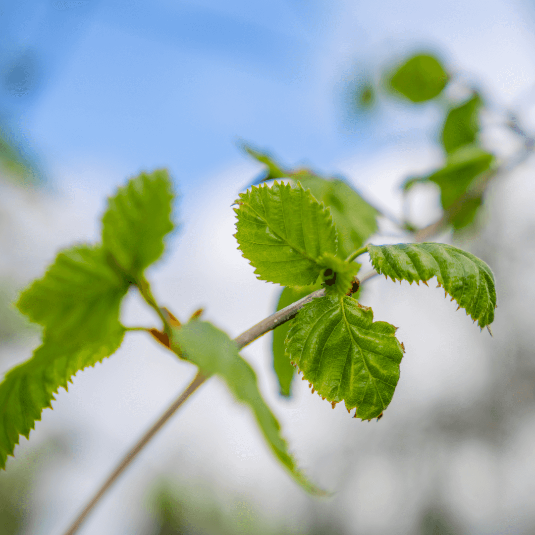 River Birch Foliage