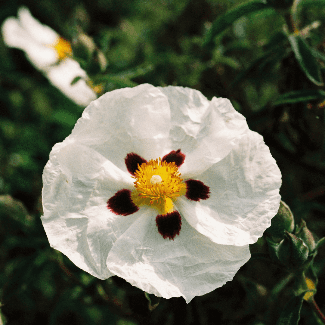 Beautiful Blooming Rock Rose Plant With Bold and Vibrant Flower Colors