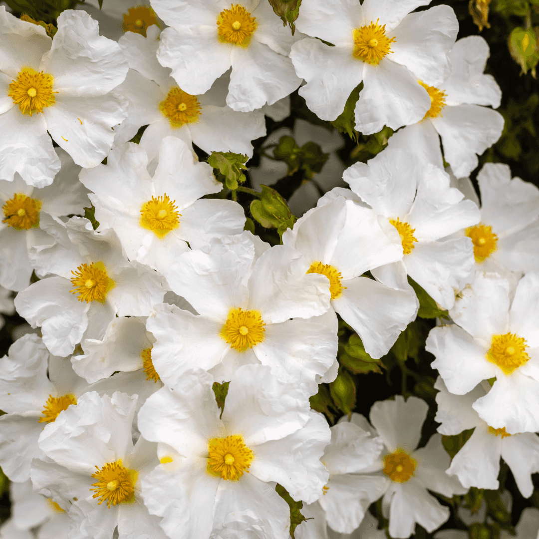 Beautiful Blooming Rock Rose
