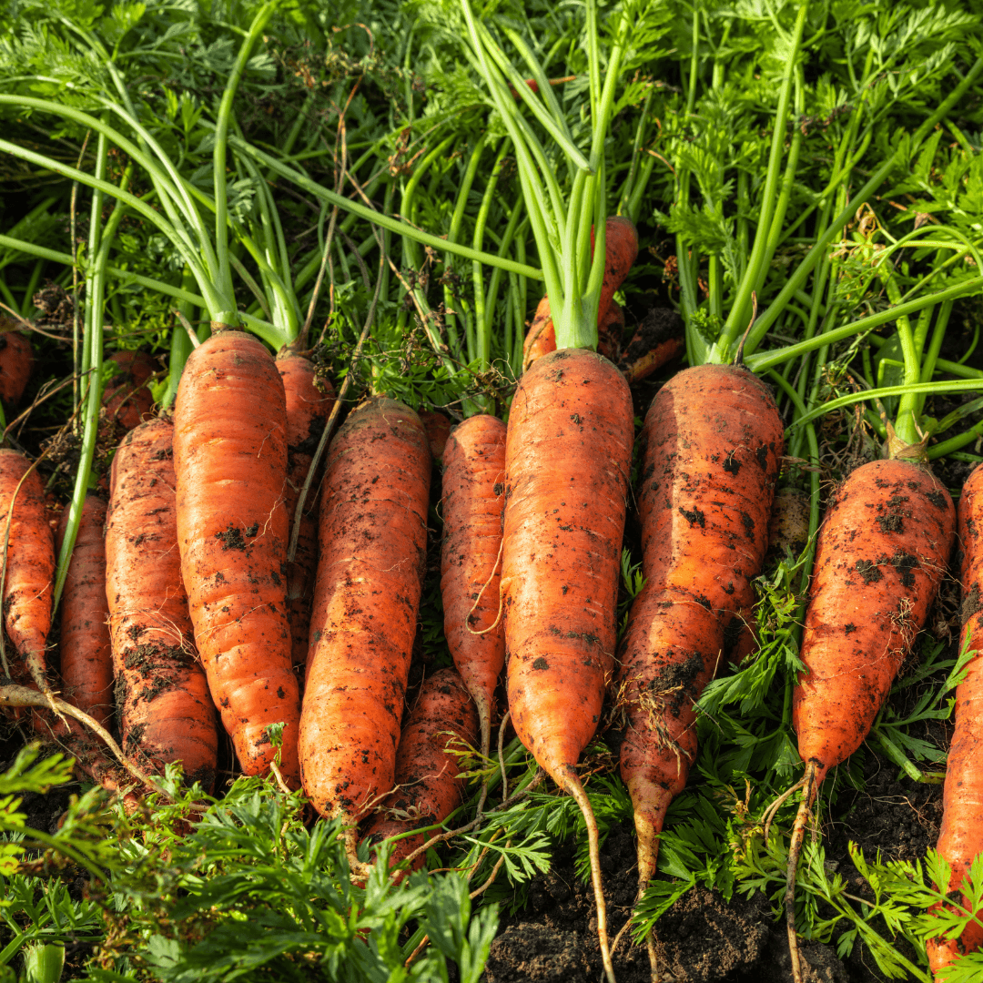 Healthy Root Vegetable Planted
