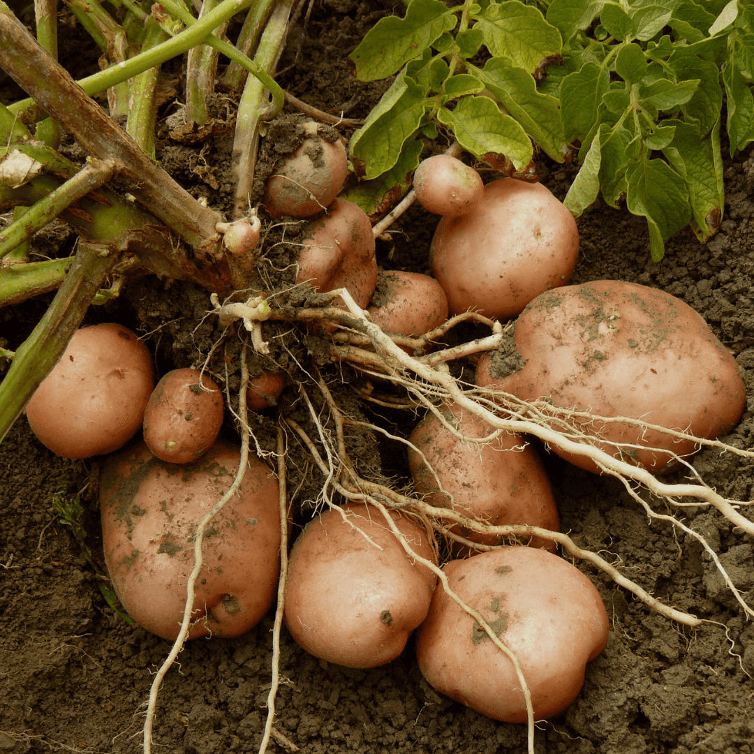 Root Vegetable Potatoes