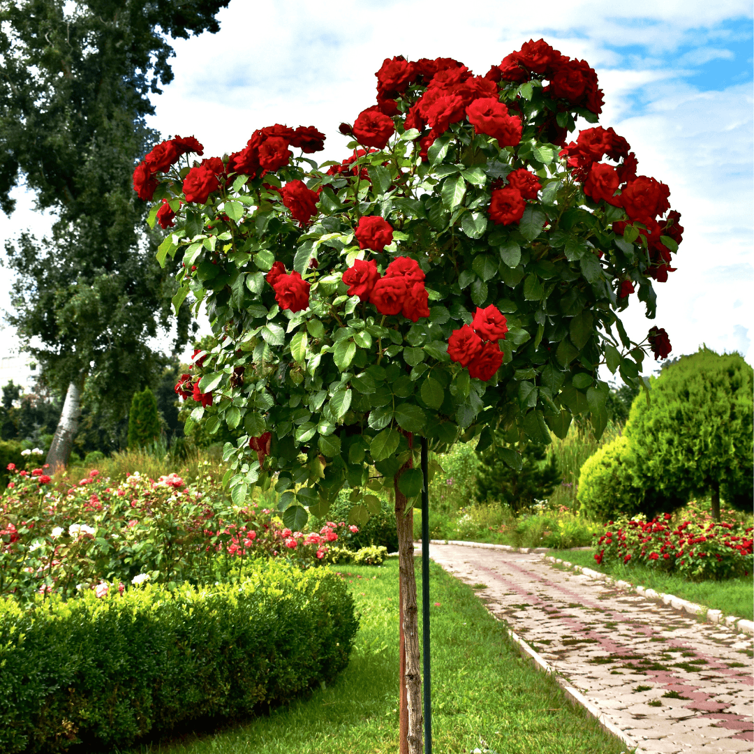 Beautiful Mature Blooming Rose Tree with Vibrant Red Flowers