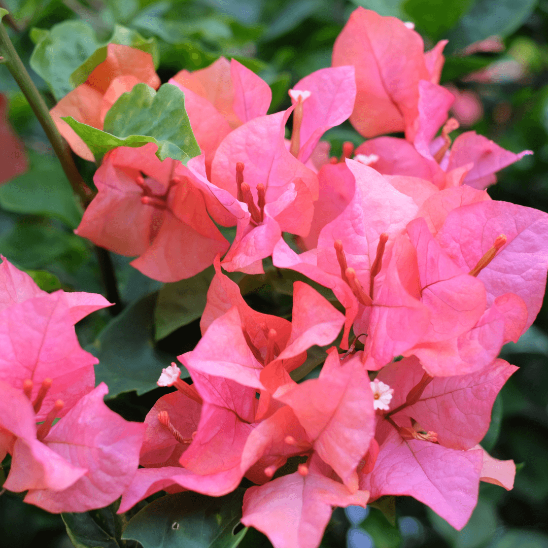 Beautiful Blooming Rosenka Bougainvillea Plant