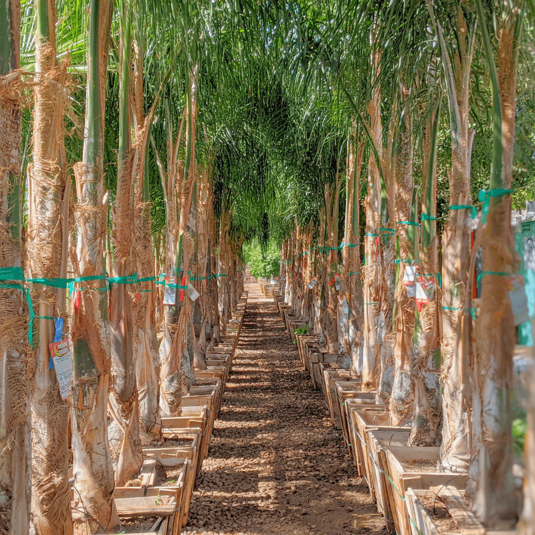 Rows Of Piru Queen Palms