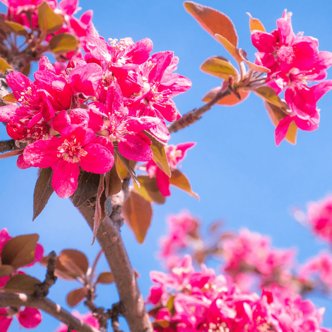 Mature Blooming Royal Raindrops Crabapple Tree with Beautiful Pink Blooms