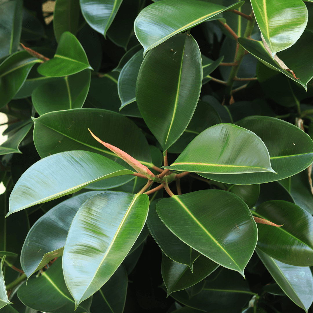 Dense Lush Green Rubber Plant Potted