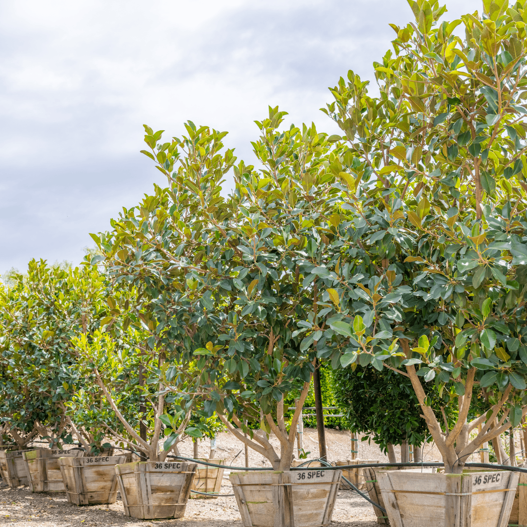 Rusty Fig Tree