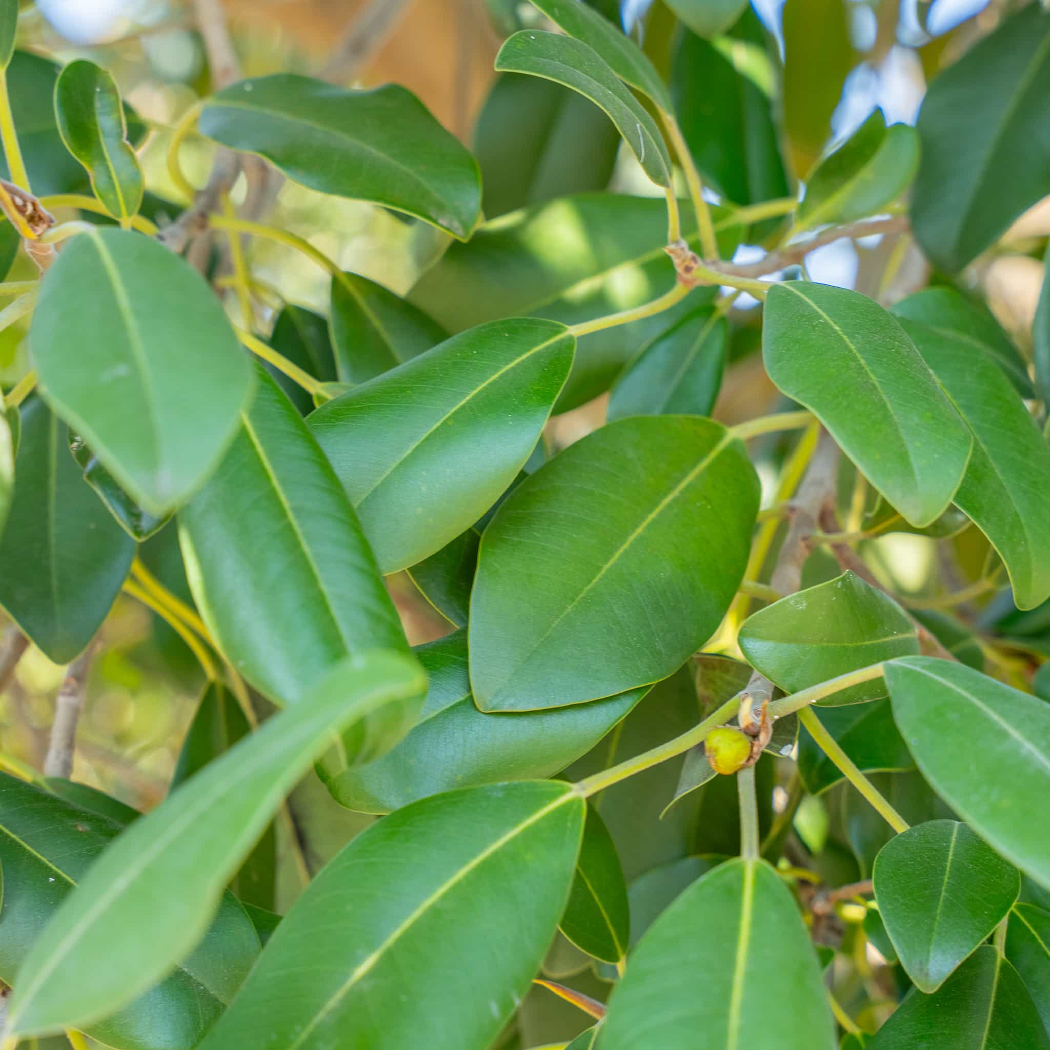 Rusty Leaf Fig