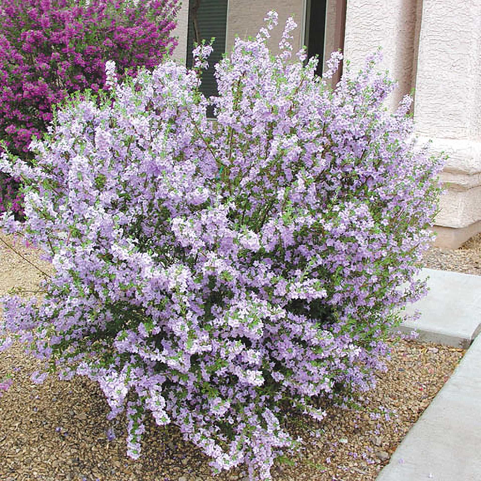 Chihuahua Sage