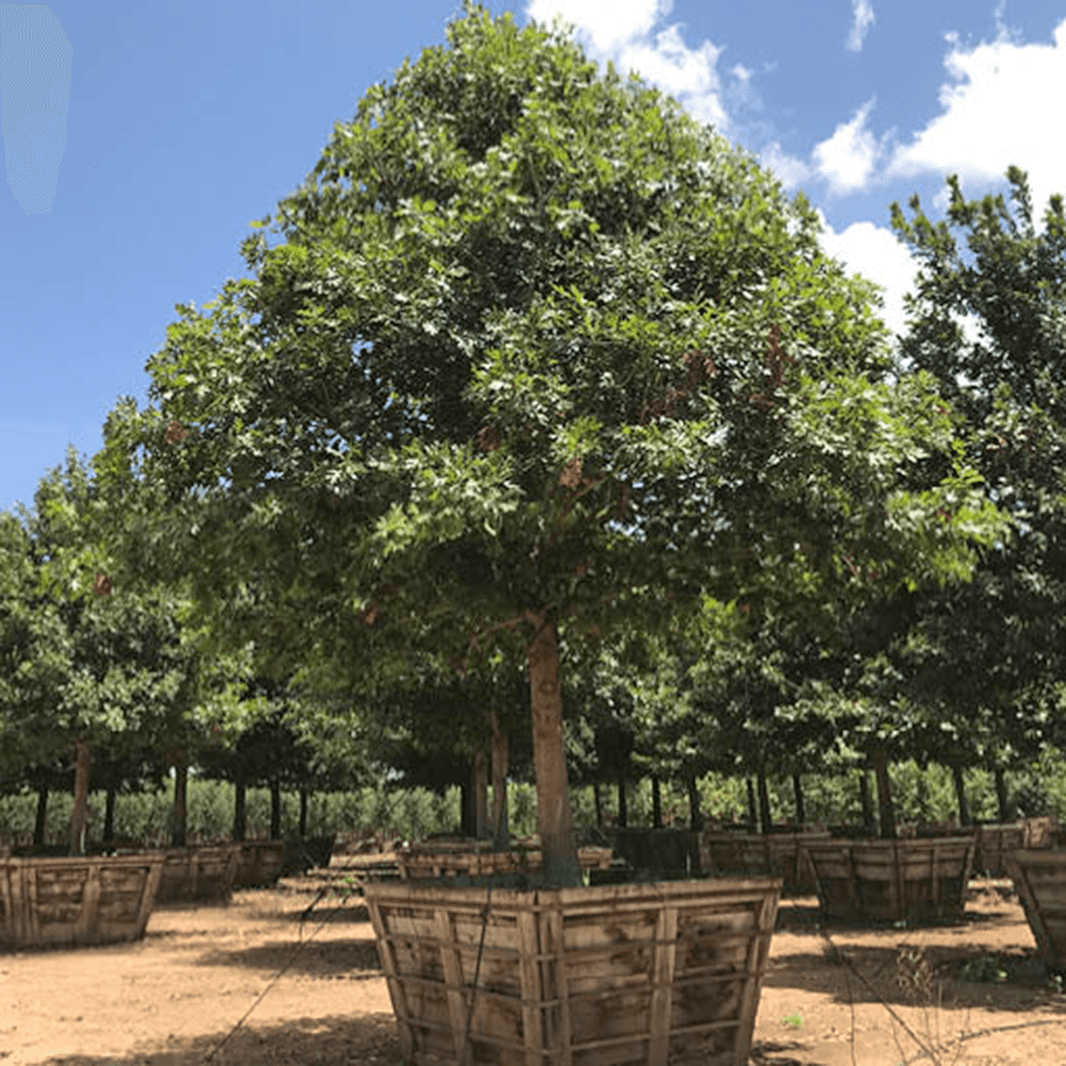 SIERRA RED OAK