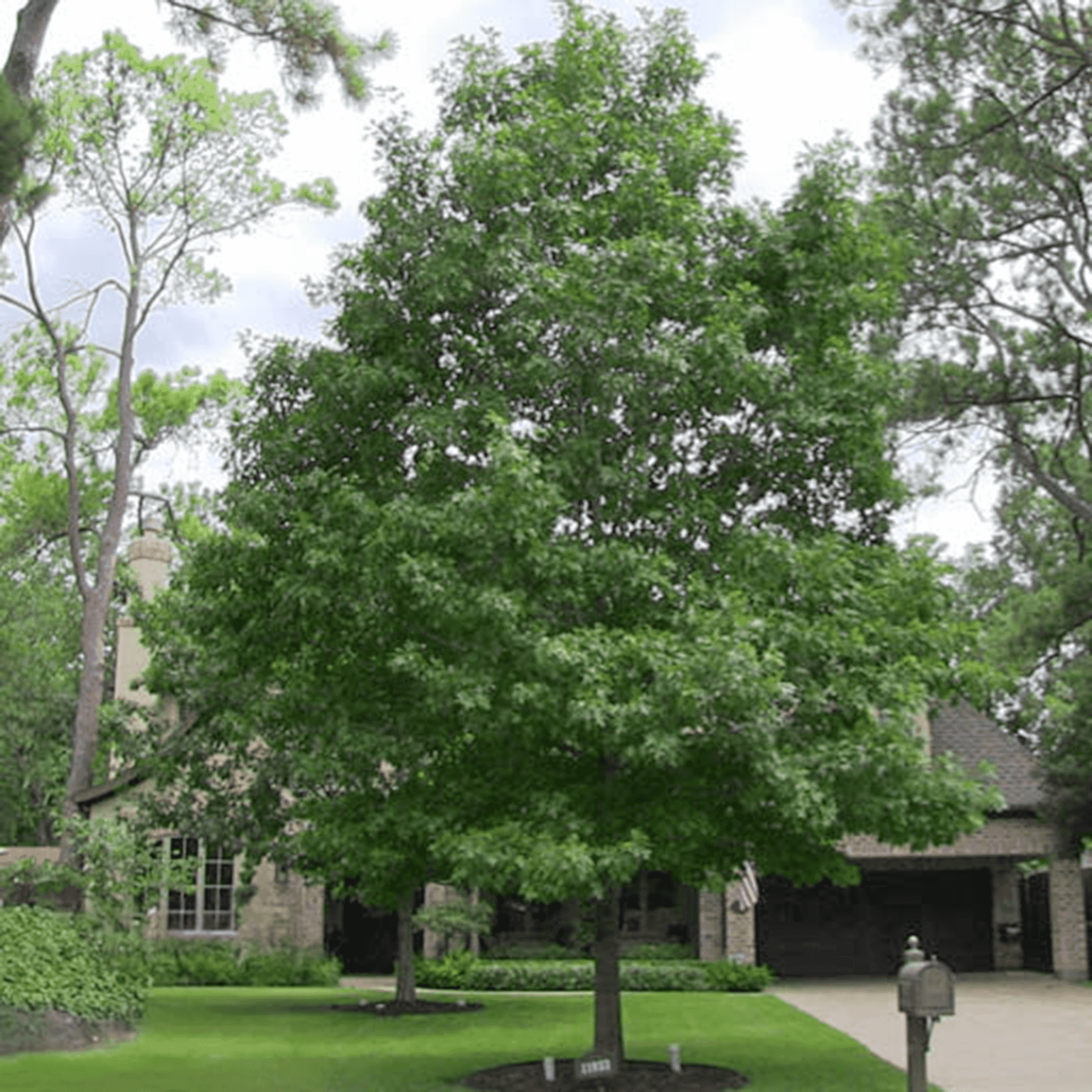 SIERRA RED OAK IN LANDSCAPE