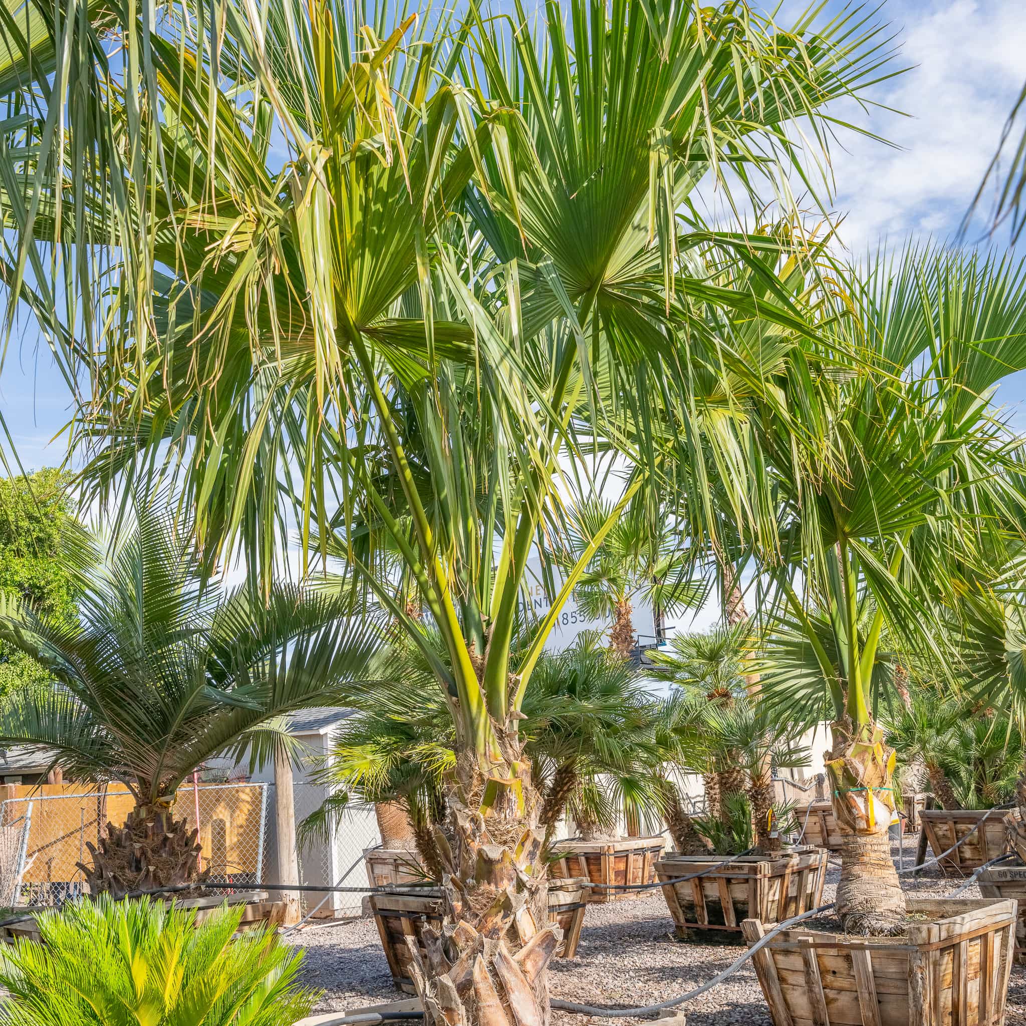 Sabal Palm