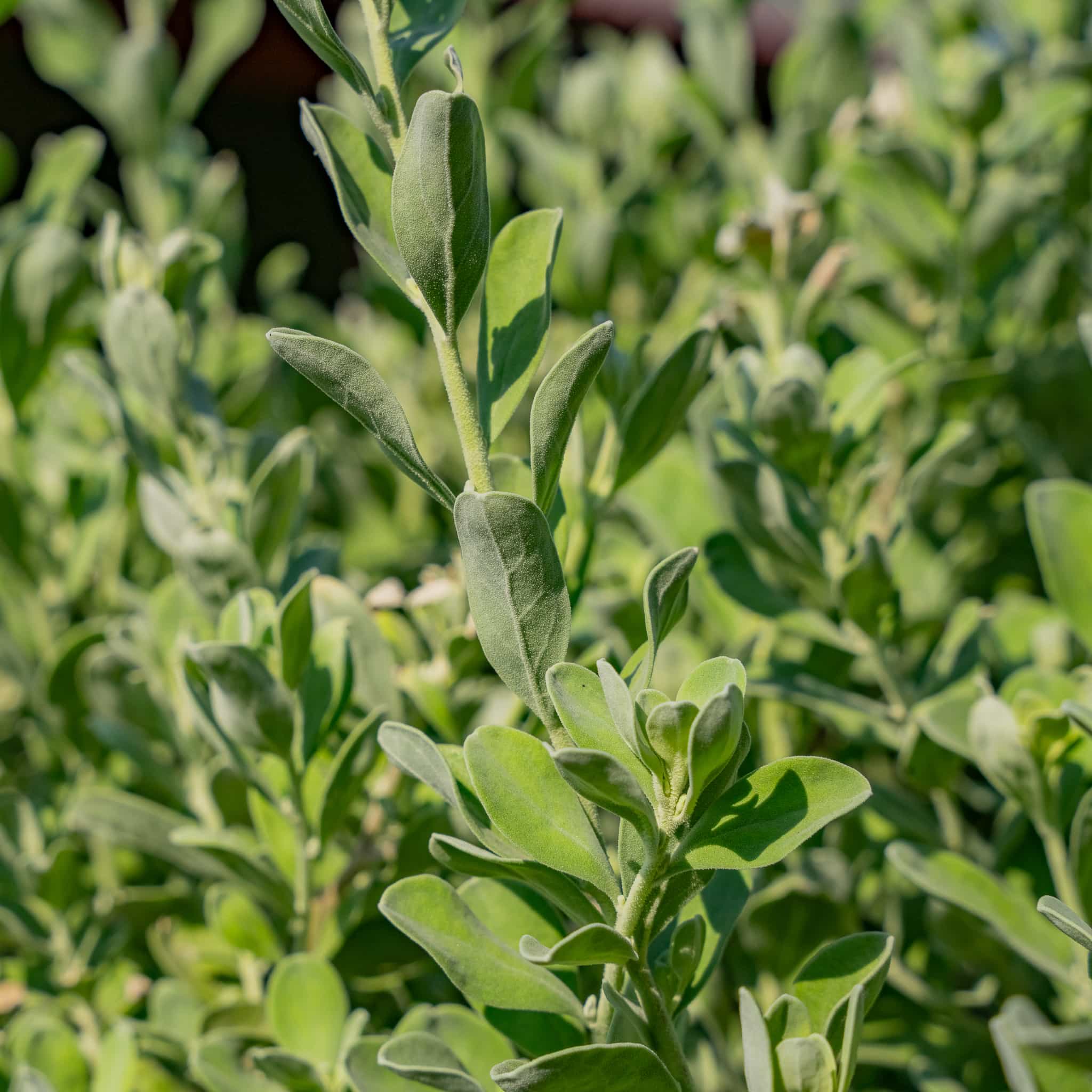 Sage Texas
