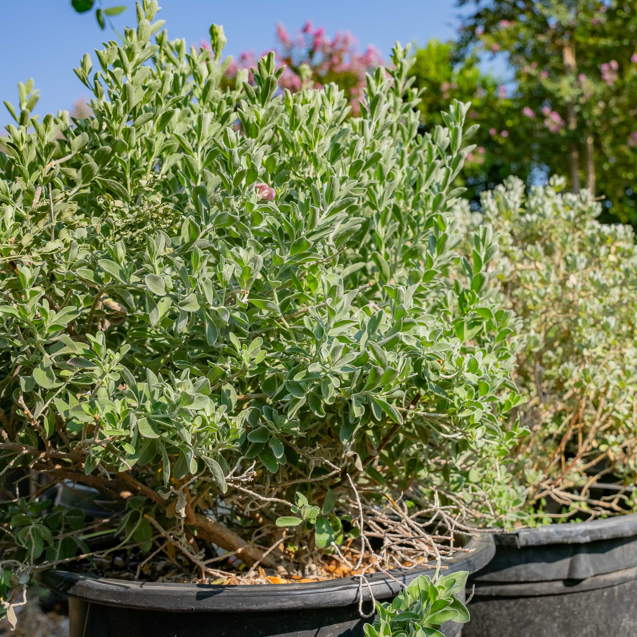 Sage Texas
