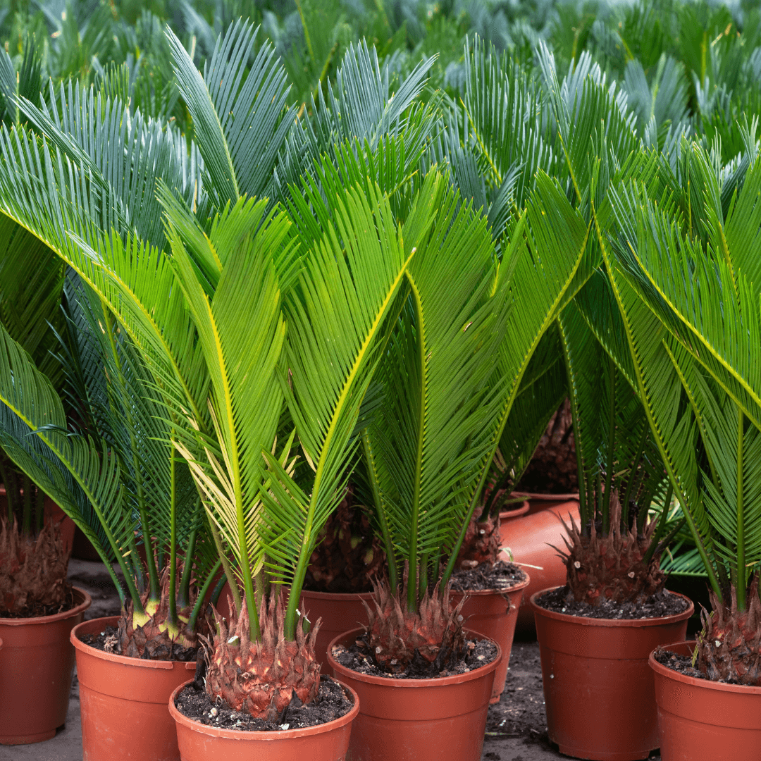 Beautiful Green Sago Palm