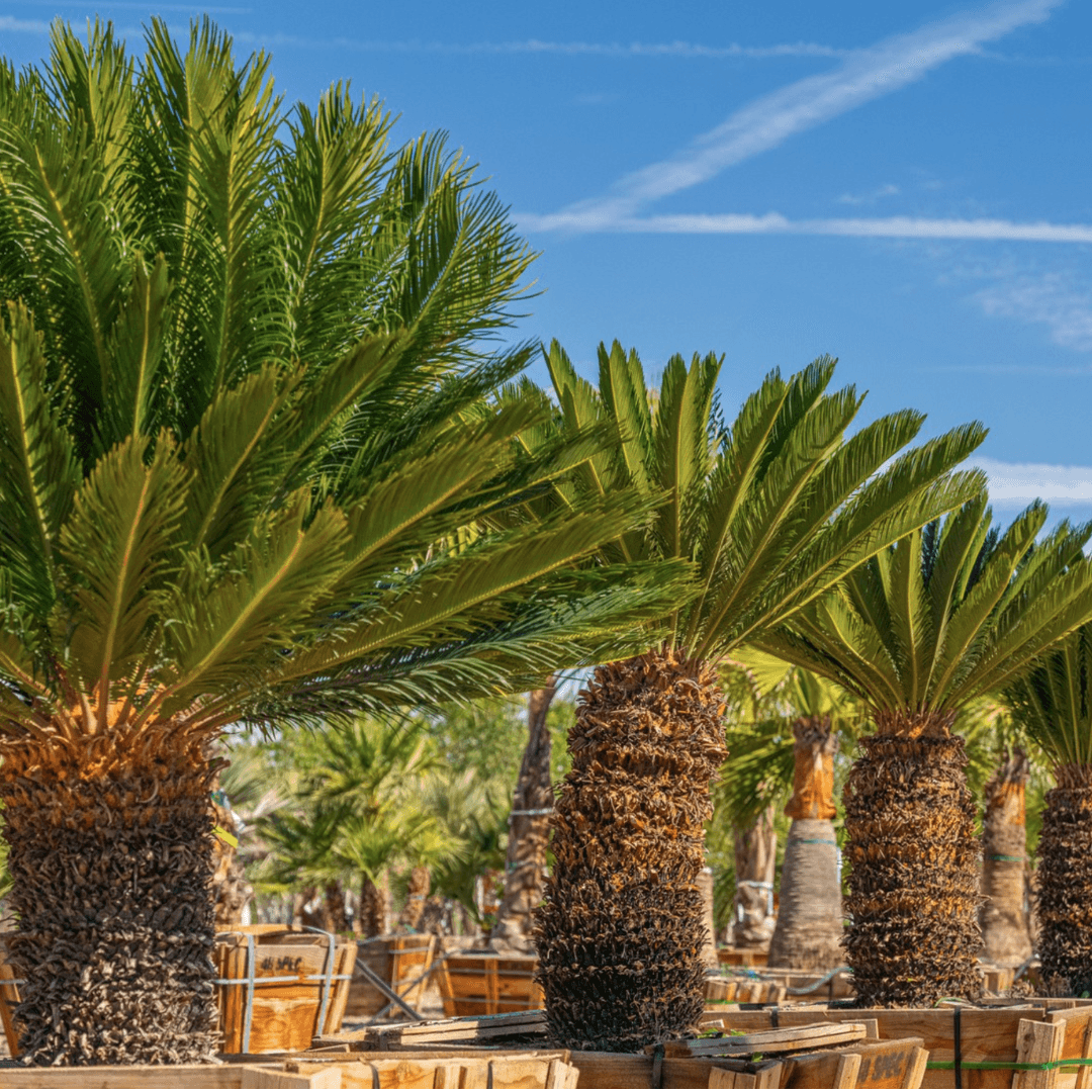 Mature Green Sago Palm