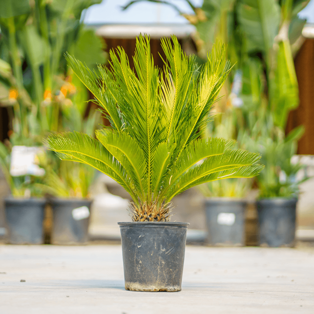 Beautiful Green Sago Palm Potted