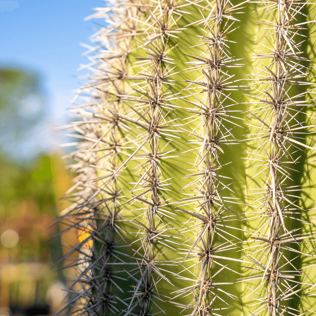 Saguaro Cactus Close Up