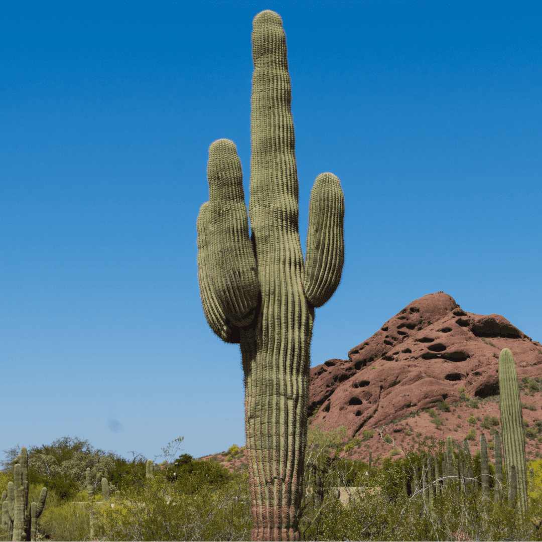 Beautiful Desert Saguaro