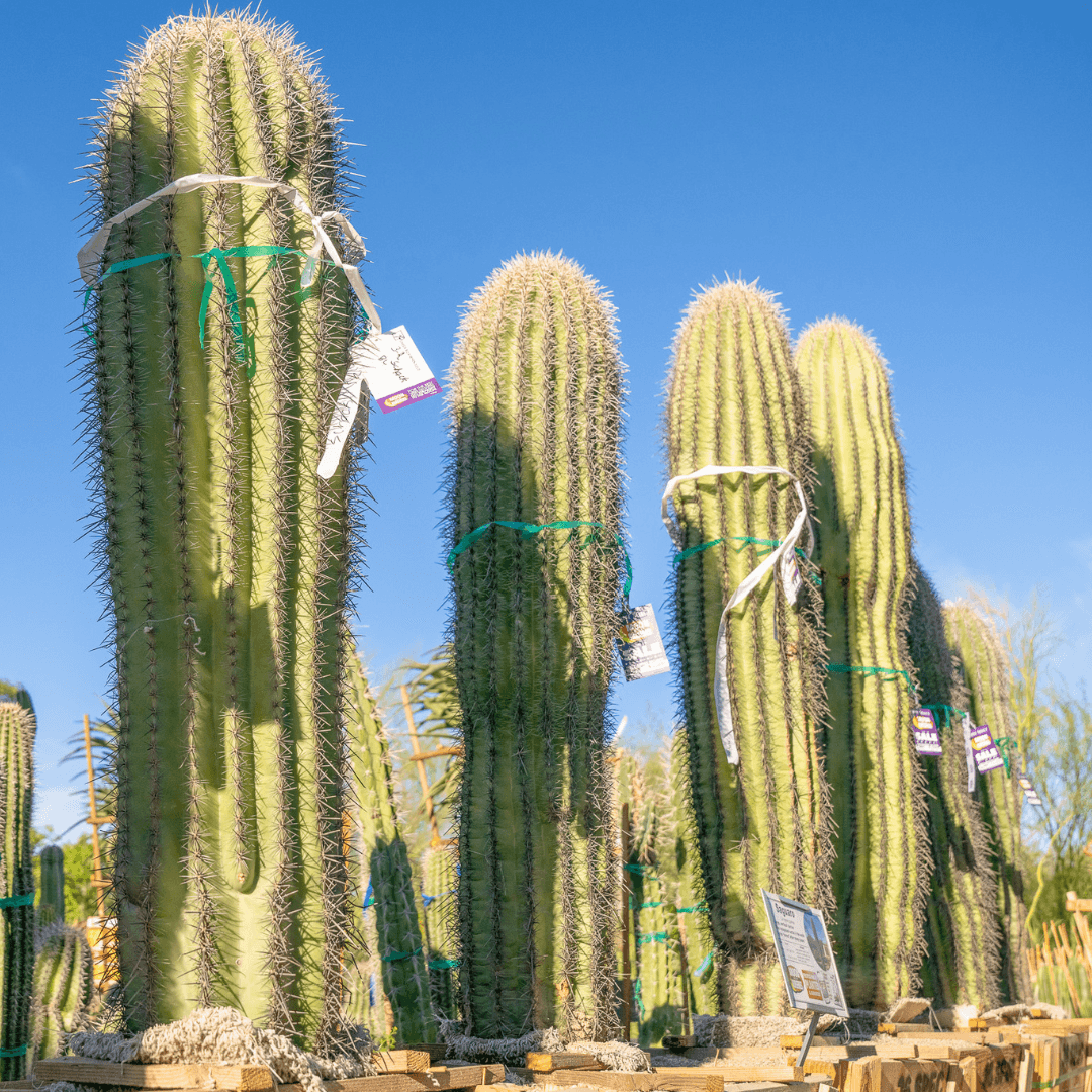 Multiple Desert Saguaros