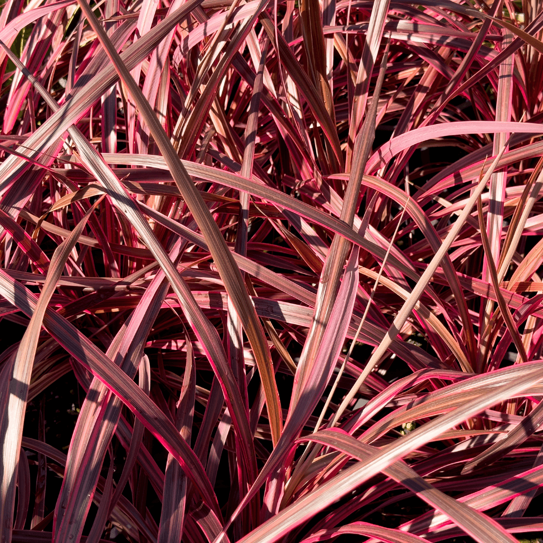 Vibrant Salsa Cordyline Foliage 