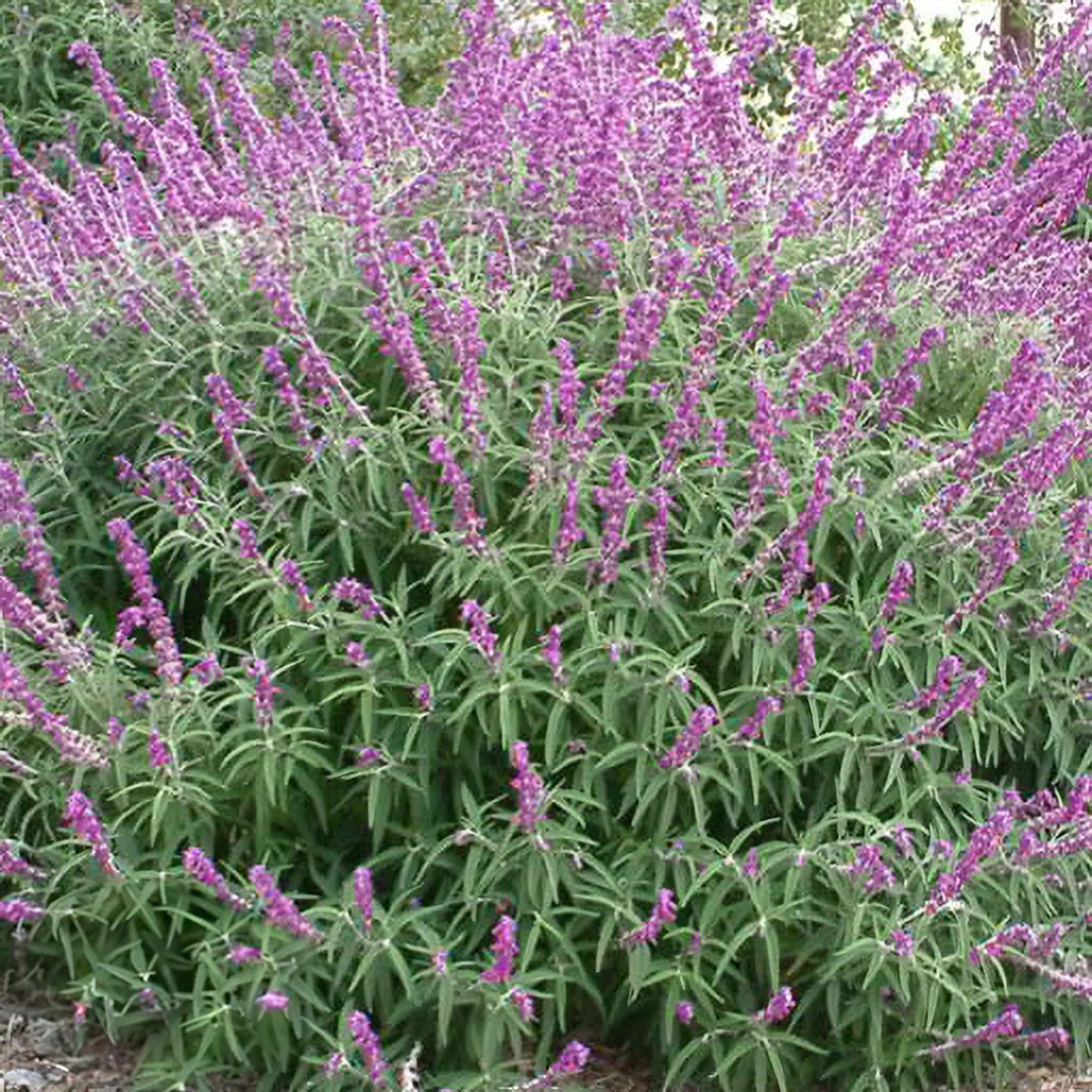 Mexican Bush Sage