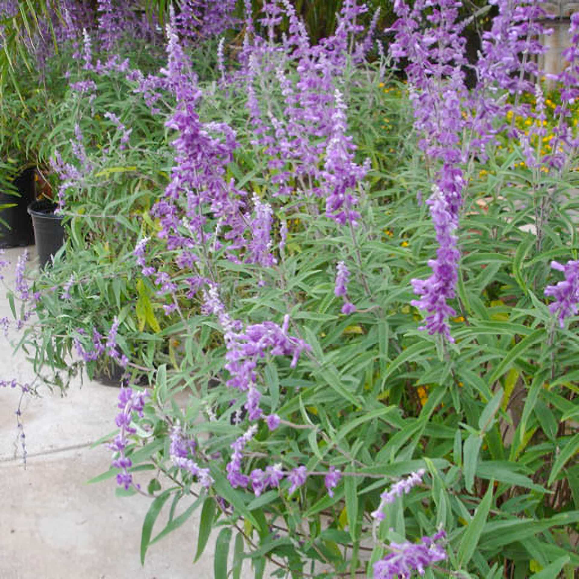 Mexican Bush Sage