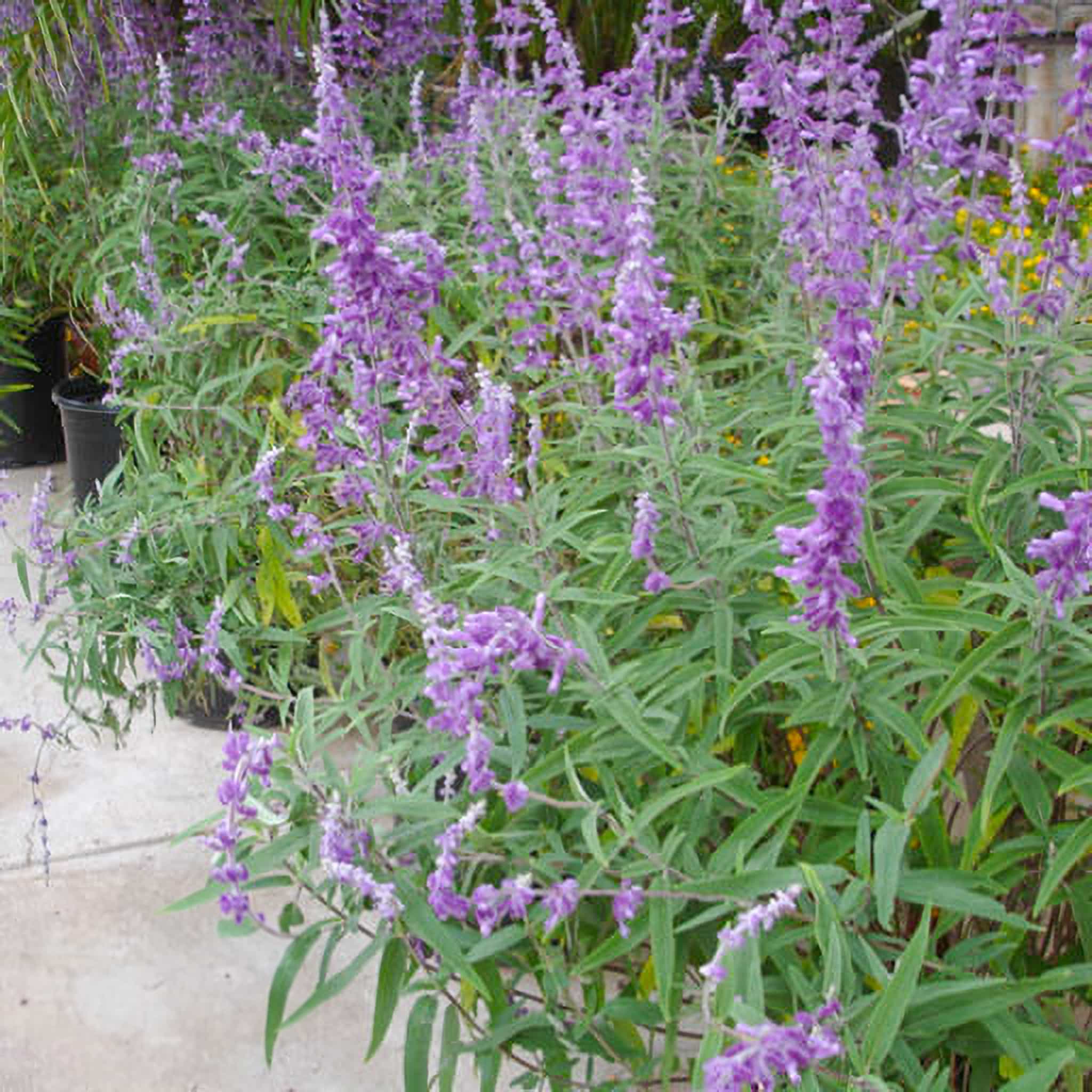 Mexican Bush Sage