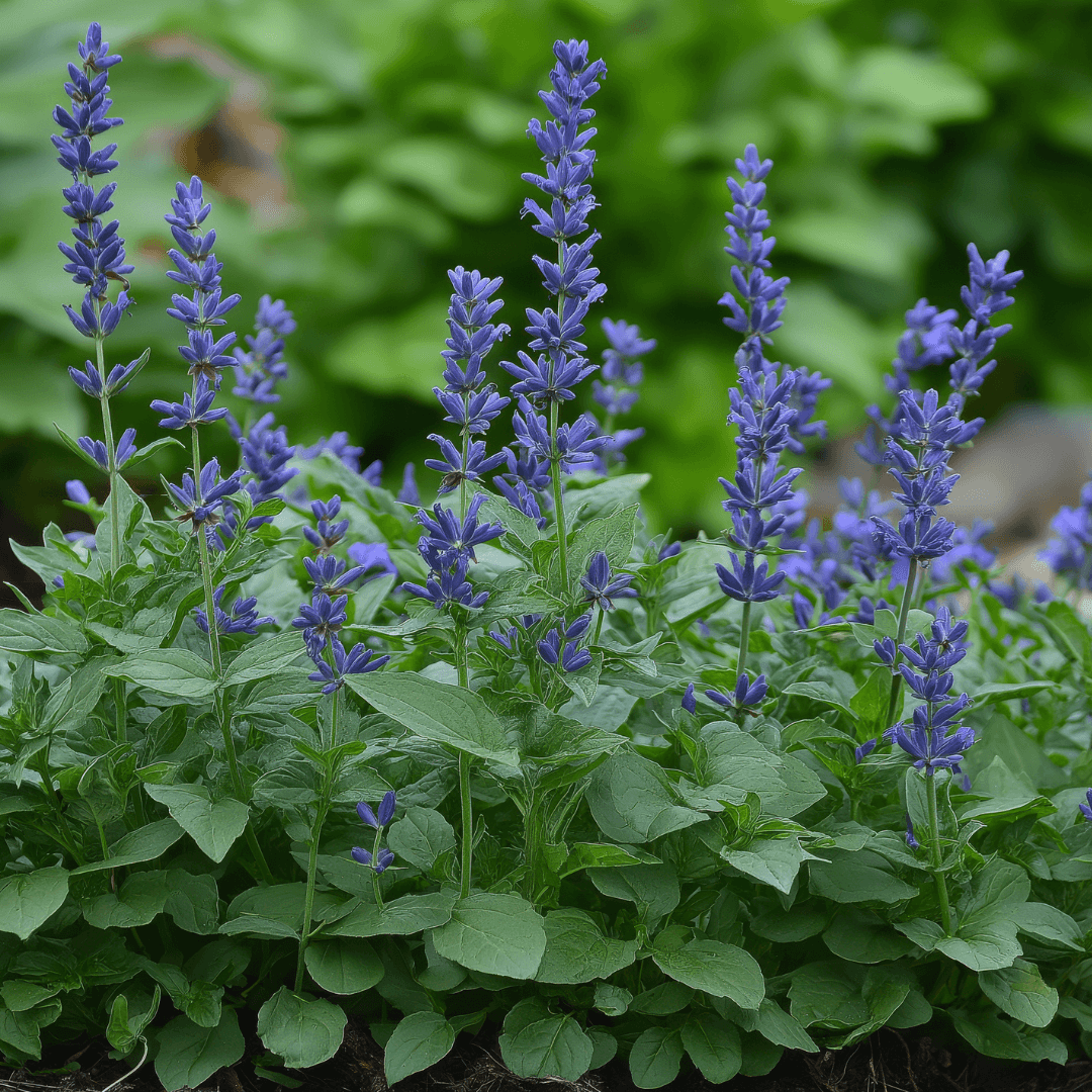Beautiful Purple Salvia Plant and Blooms 