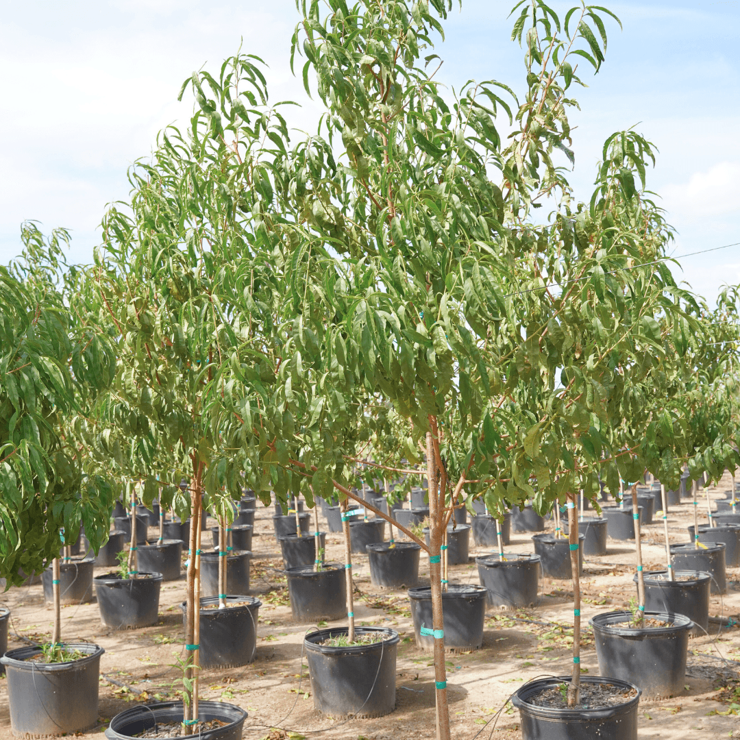 Sam Houston Peach Trees