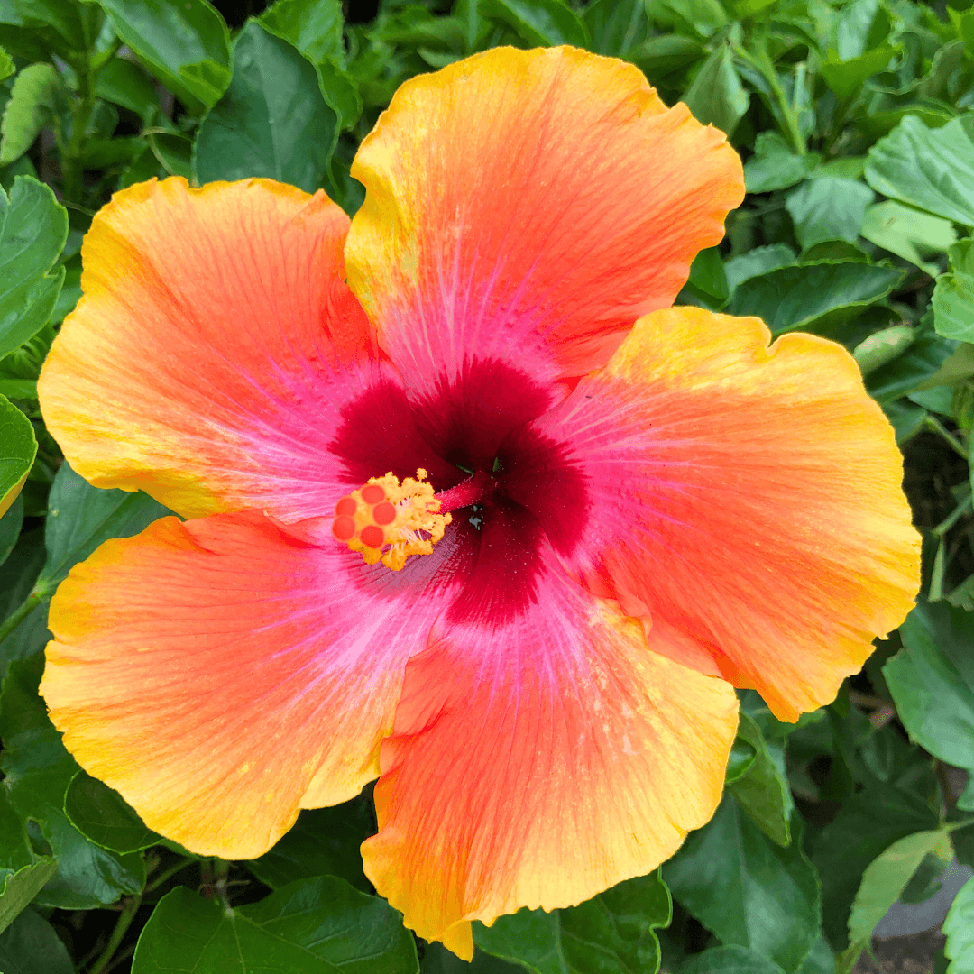 Santana Hibiscus