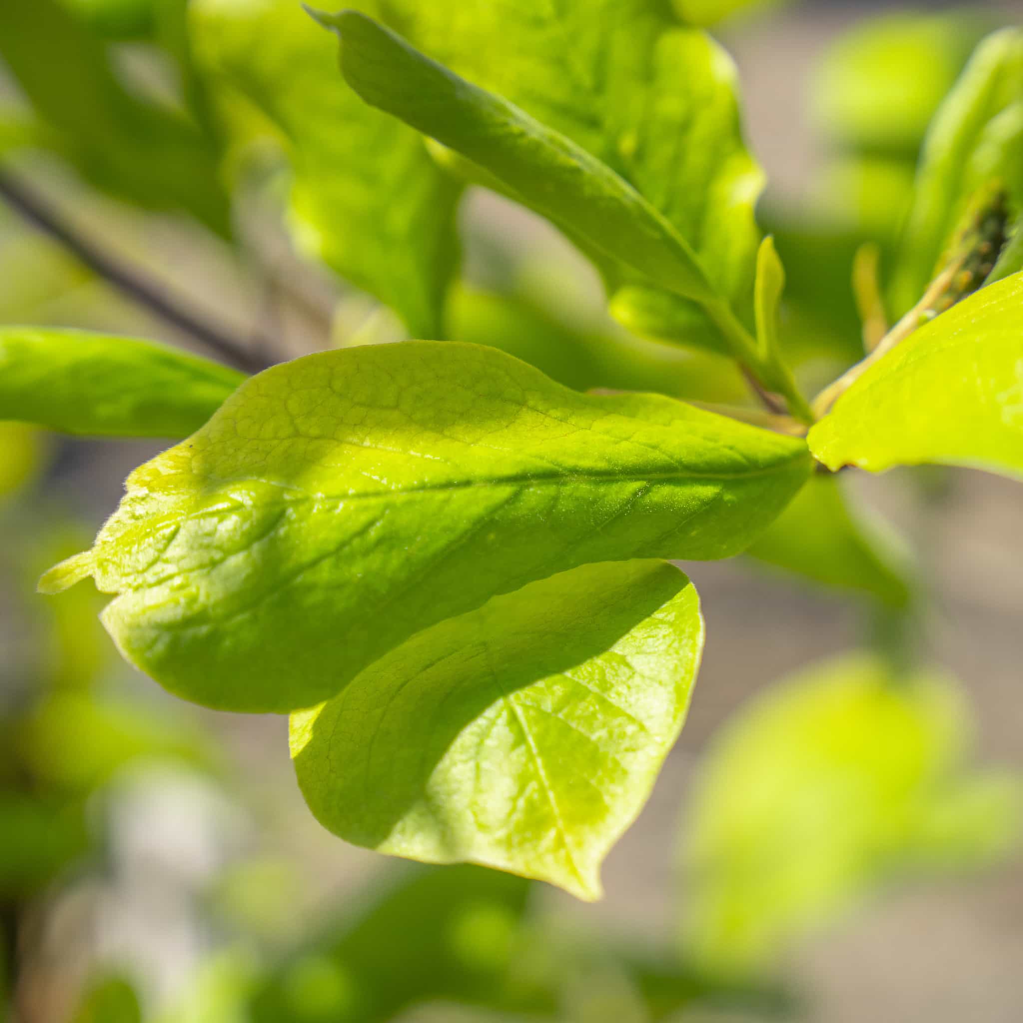 Saucer Magnolia leaves closeup
