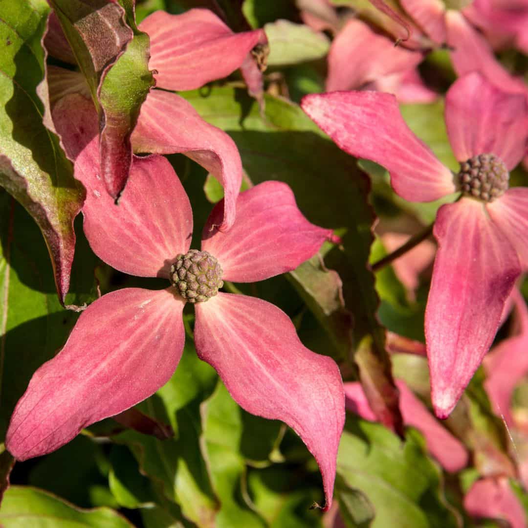 Blooming Scarlet Fire Dogwood Tree with Beautiful Vibrant Pink Flowers