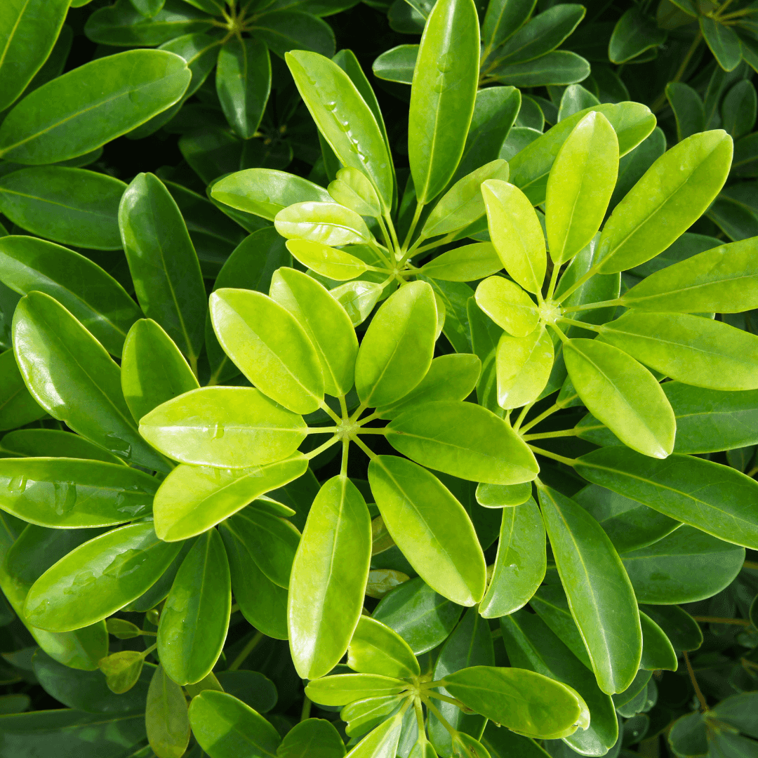 Beautiful Schefflera Plant Potted