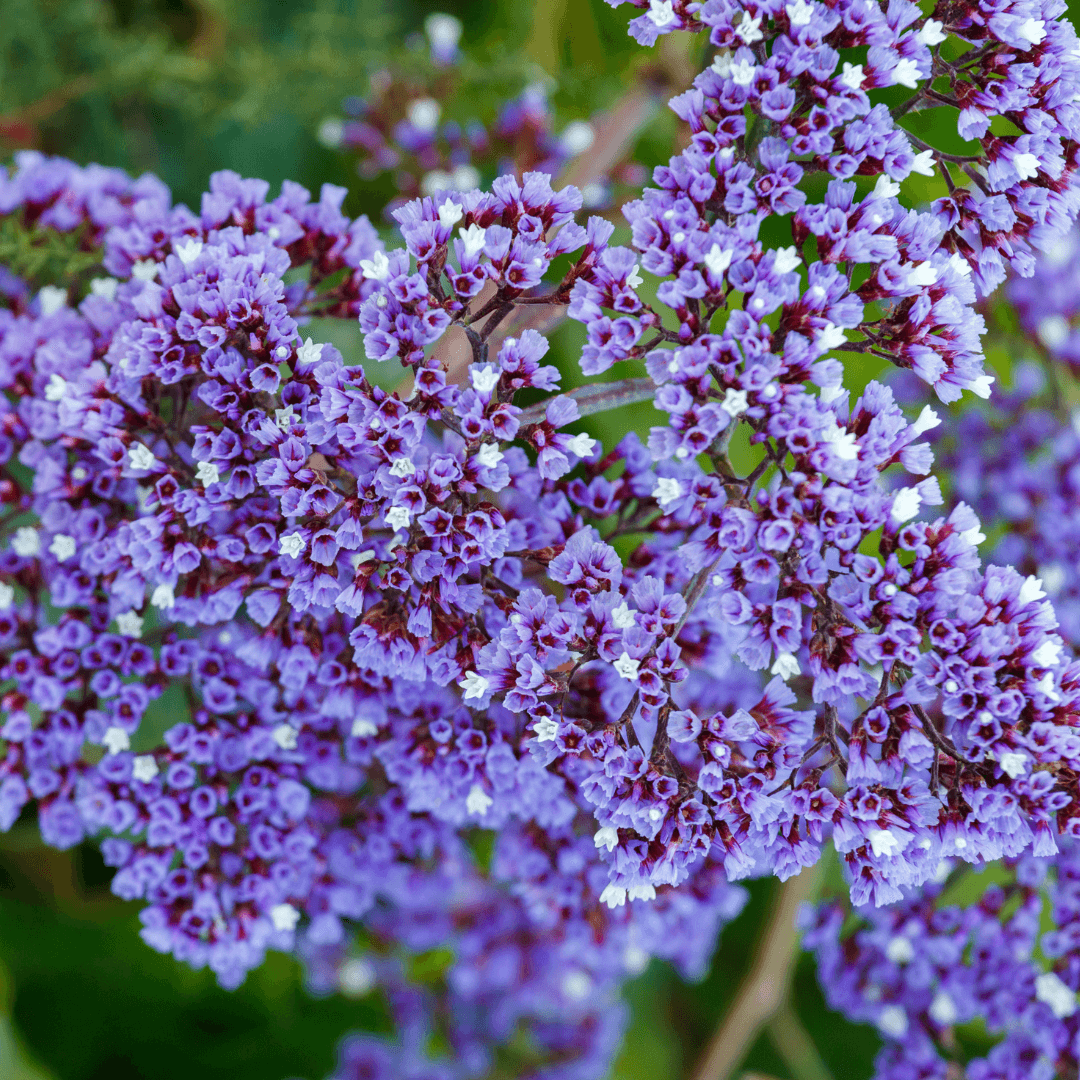 Beautiful Blooming Sea Lavender