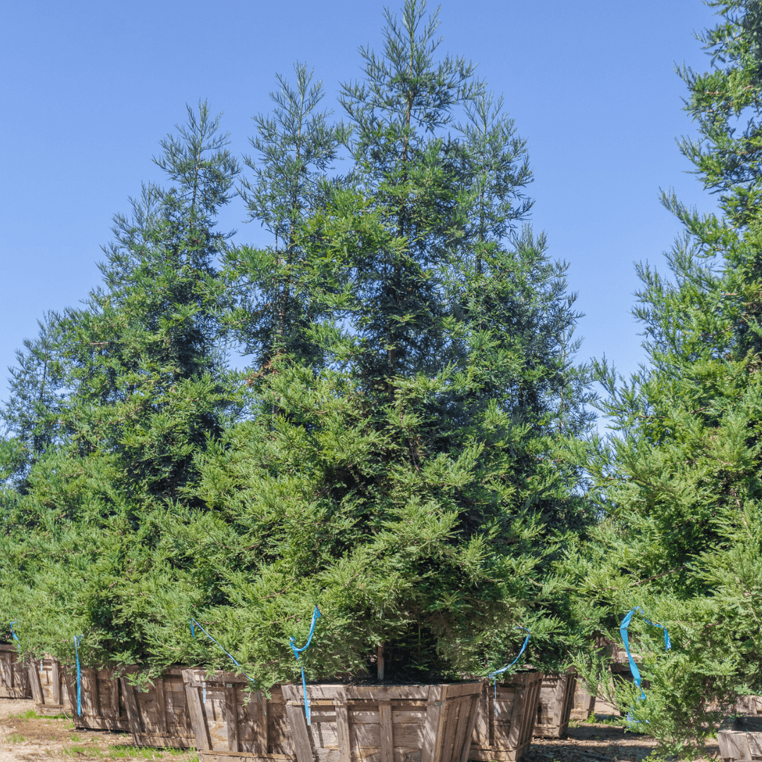 Sequoia trees